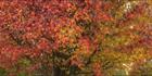 Colours of Autumn - Stanley - VIC (PBH4 00 13484)
